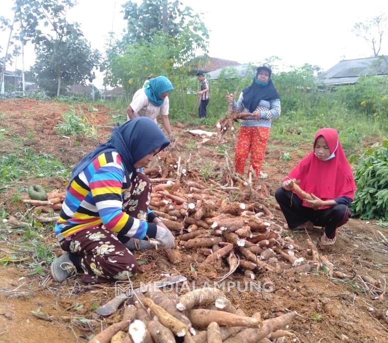 Warga Pekon Kubuliku Terus Kembangkan Sumber Pangan Alternatif