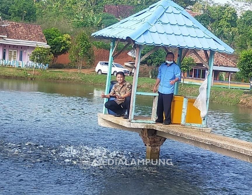 Mutiara Terpendam di Lampura, Budidaya Ikan Air Tawar Perlu Perhatian Pemerintah