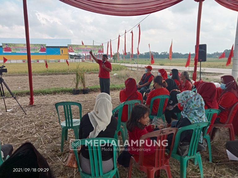 PDIP Edukasi Petani, Tanam Padi MSP Lampung