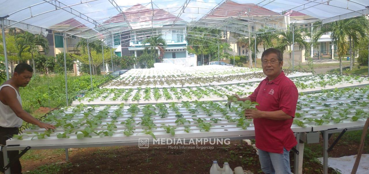 Ketua PSMTI Bandarlampung Ajak Manfaatkan Pekarangan Rumah untuk Sayuran Hidroponik
