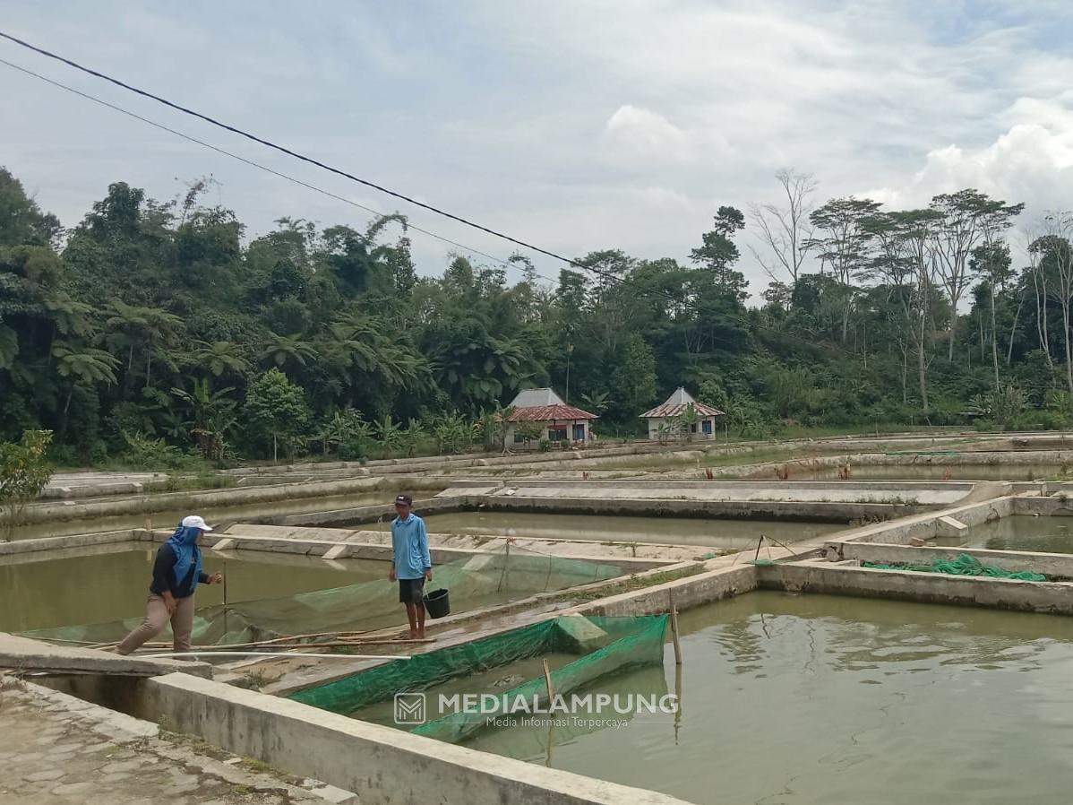 Maksimalkan Produksi, BBI Sumberjaya Butuh IPI Baru