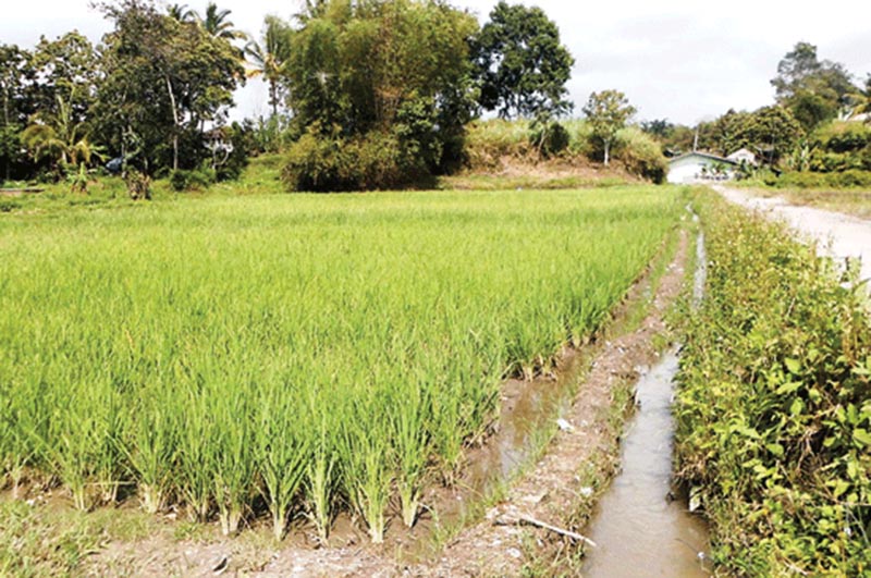 Luput dari Perhatian, 1.000 Hektare Sawah di BNS Tak Miliki Irigasi yang Layak