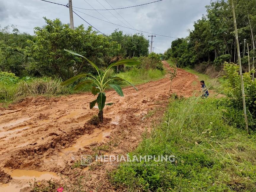 Tak Kunjung Diperbaiki, Warga Tanam Pisang di Tengah Jalan