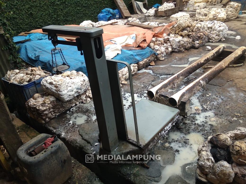 Harga Anjlok, Petani Karet di Waykanan Menjerit