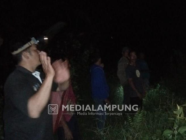 Empat Malam, Tiga Ekor Gajah Sambangi Kantor TNBBS Resort Suoh