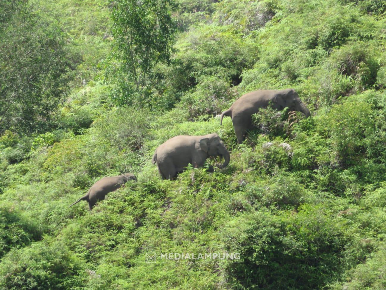 Puluhan Petugas Gabungan Lakukan Penggiringan Kawanan Gajah Jambul