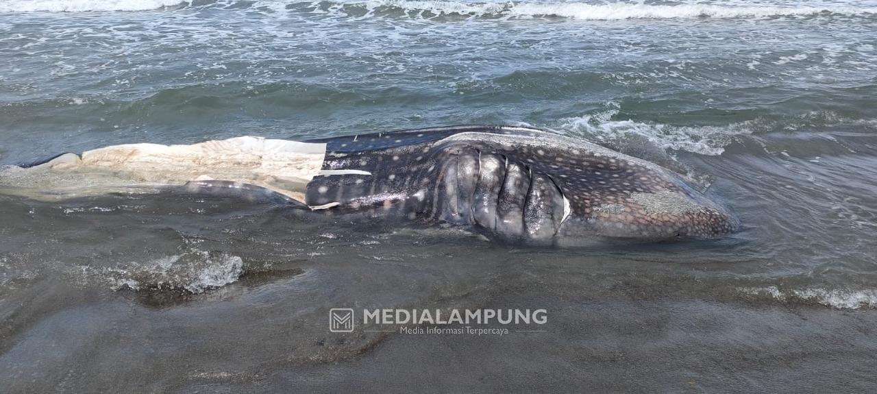 Bagian Tubuh Hiu Paus Mati Tak Boleh Disimpan, Apalagi Diperjualbelikan