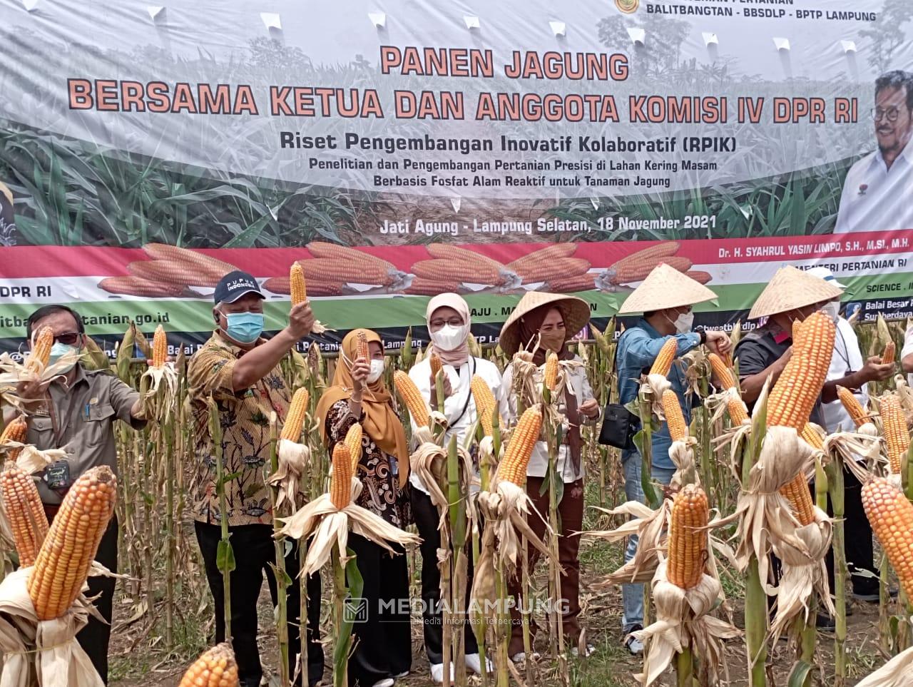 Bulog Siap Serap Hasil Panen Jagung Petani di Lampung