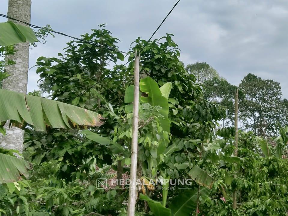 Lapor Menteri BUMN, di Lampung Barat Banyak Jaringan PLN Tidak Pakai Tiang 