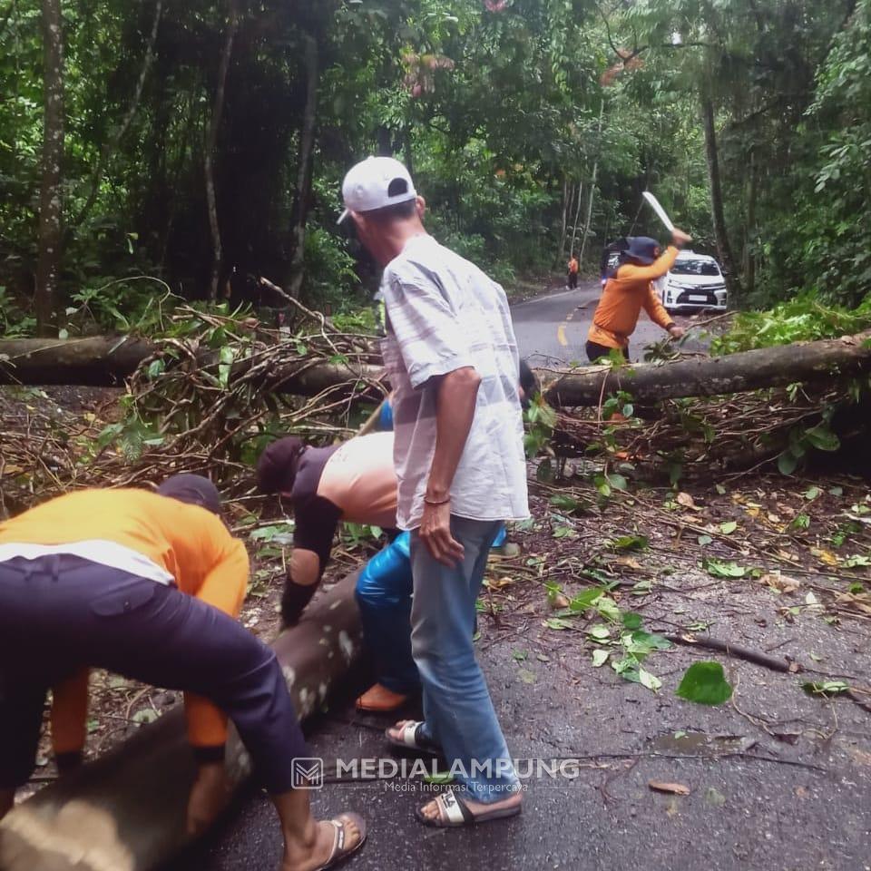 Hujan Disertai Angin Kencang, Pohon Tumbang Sempat Tutup Ruas Jalinbar Krui-Tanggamus