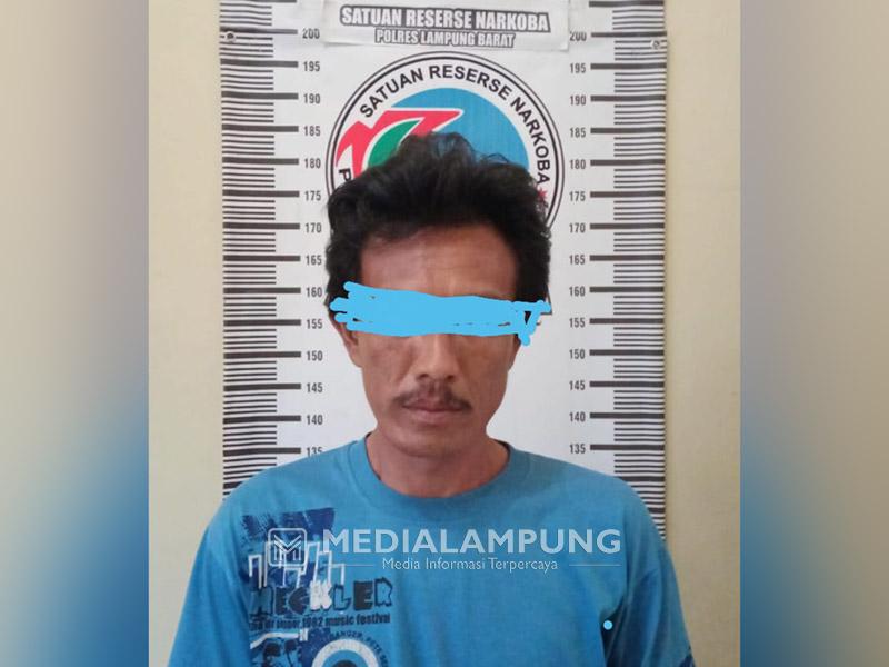 Satres-Narkoba Polres Lambar Amankan Satu Orang Pengedar Sabu