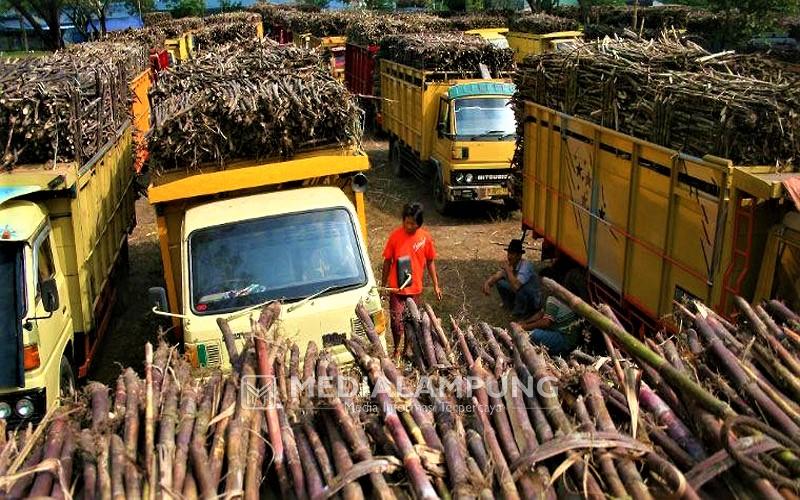 Gelapkan Tebu PTPN VII, Tiga Buruh Ditangkap dan Satu DPO