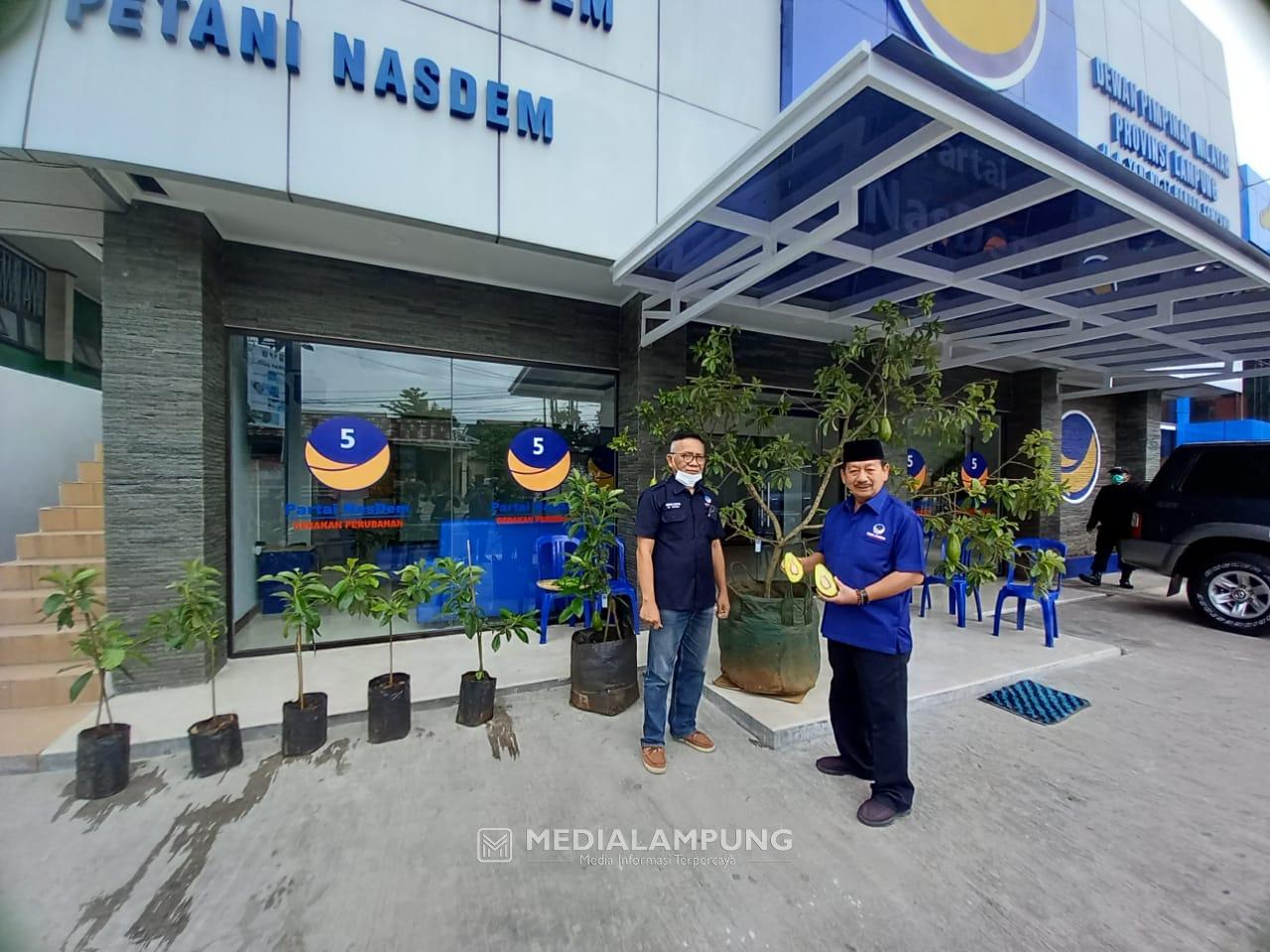 DPW NasDem Lampung Bagikan 10 Ribu Bibit Alpukat