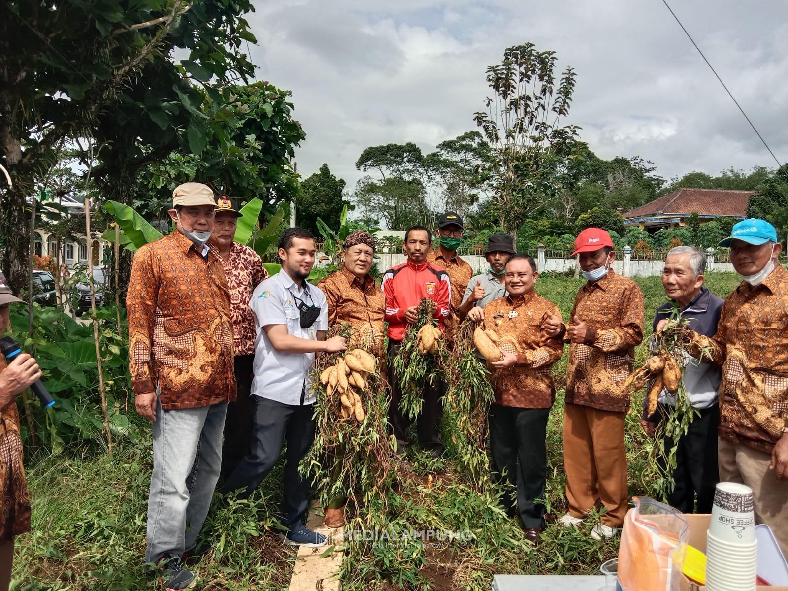 PWRI Lambar Panen Perdana Ubi Jalar