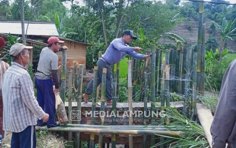 Tunggu Perhatian Pemkab, Warga Mulyaindah Pajarbulan Swadaya Perbaiki Jembatan 