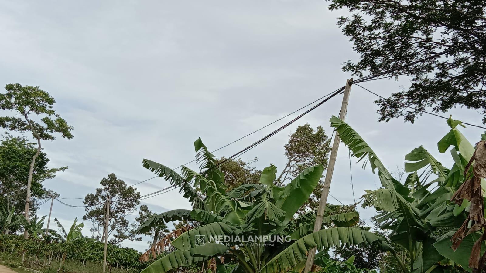 PLN Sebut Semua Jaringan Listrik Dipasang Tiang Kecuali di Kawasan Hutan Lindung