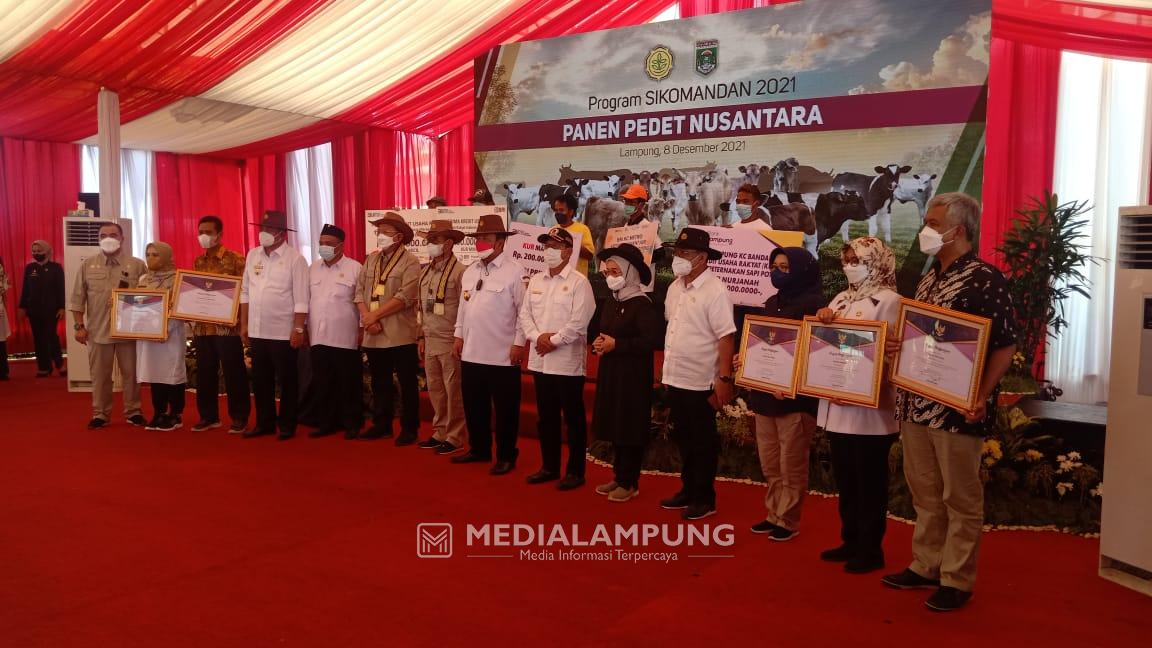 Lampung Terbaik Tiga Tinggi Populasi Pedet
