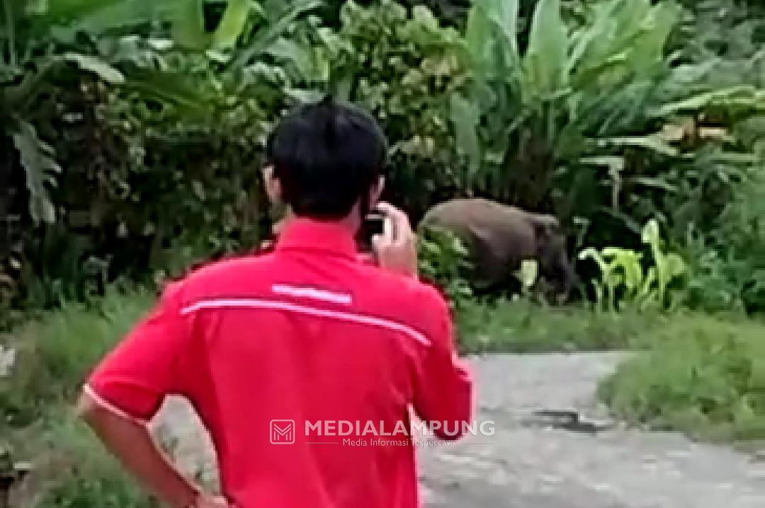 Gajah Kerap Sambangi SPBU dan Pos TNBBS