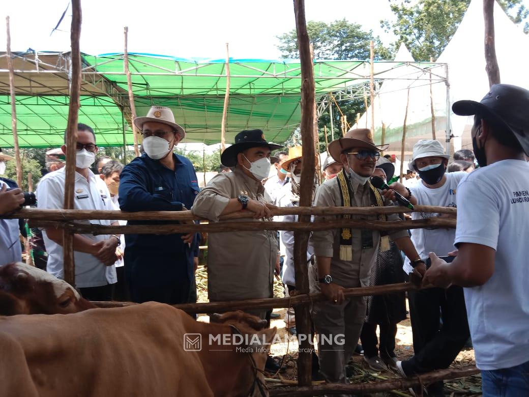 Mentan RI Panen Pedet SIKOMANDAN dan Launching Kelahiran 100.000 Ekor Sapi Belgian Blue