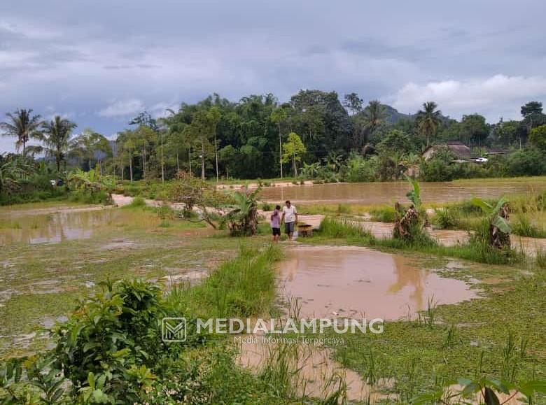 Puluhan Hektar Sawah di Kebuntebu Terendam Banjir 
