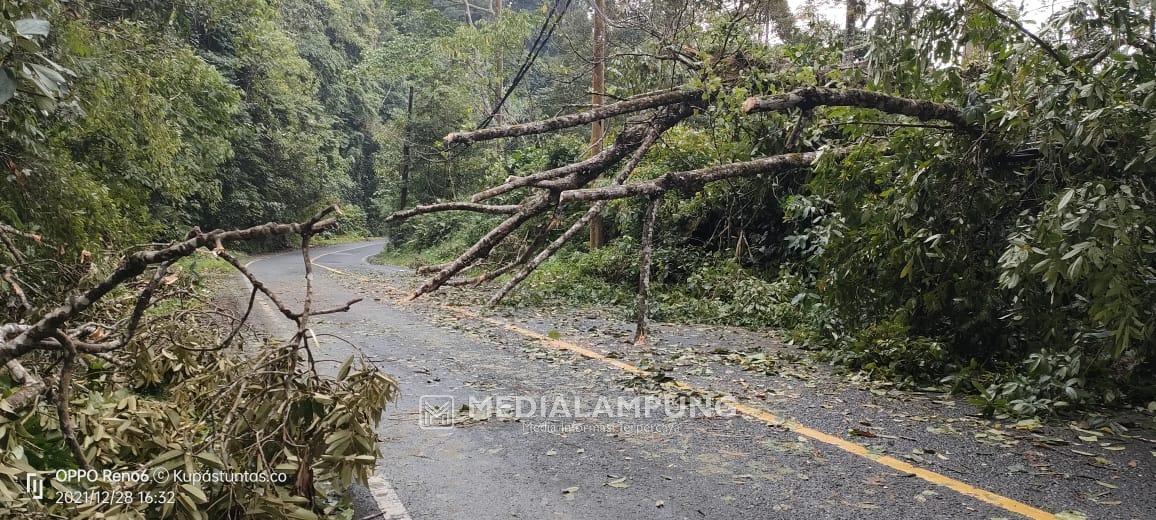 Pohon Tumbang di Ruas Jalan Krui-Liwa, Lalulintas Sempat Macet