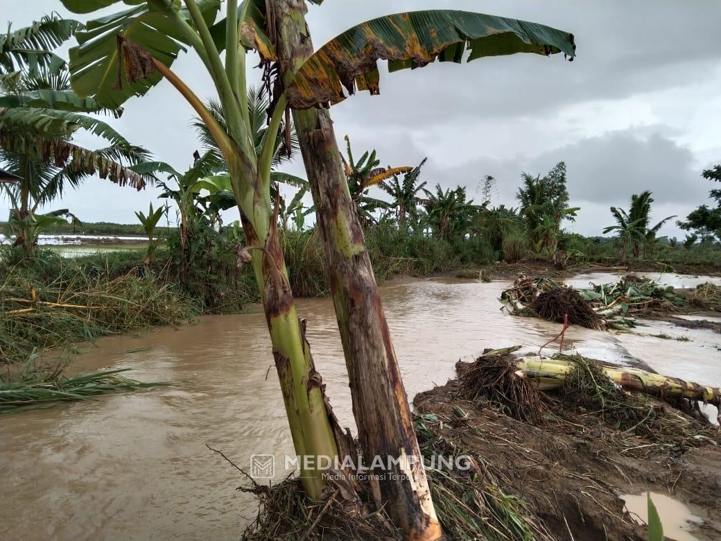 Tanggul Way Batang Ireng Jebol, Tanaman Padi di Sumberagung Tertimbun Material Banjir