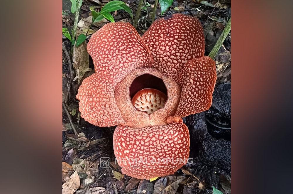 Bunga Rafflesia Arnoldi Kembali Mekar di Rhino Camp