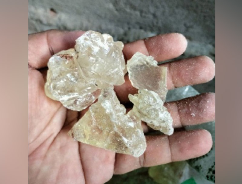 Pemkab Pesbar Daftarkan Damar Mata Kucing ke Dirjen HAKI