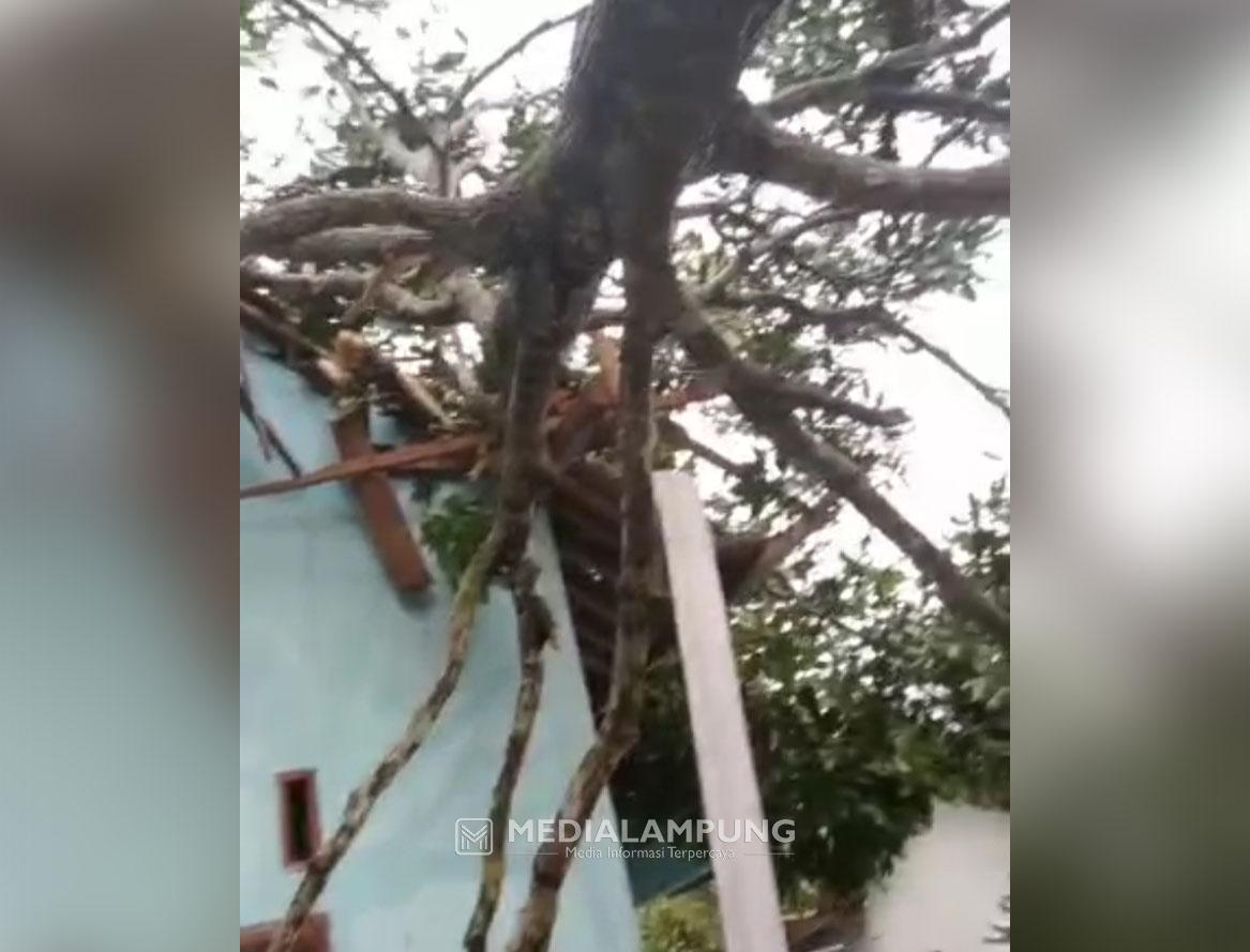 Ngeri! Diterjang Angin Kencang, Pohon Albasiah Sampai Tercabut dari Akarnya
