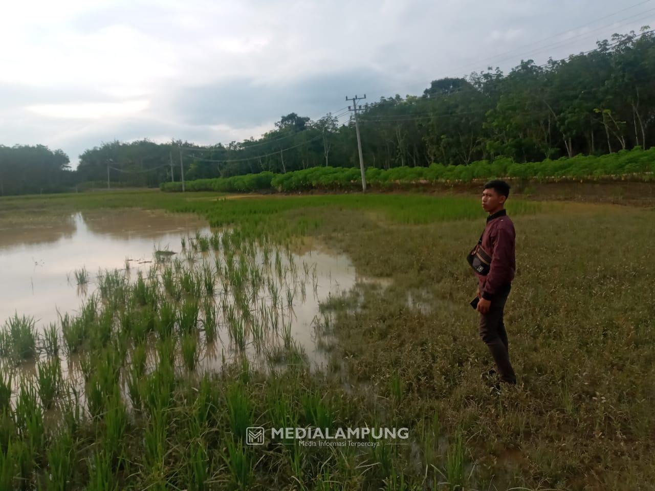 Warga Terdampak Banjir di Negara Batin Belum Terima Bantuan