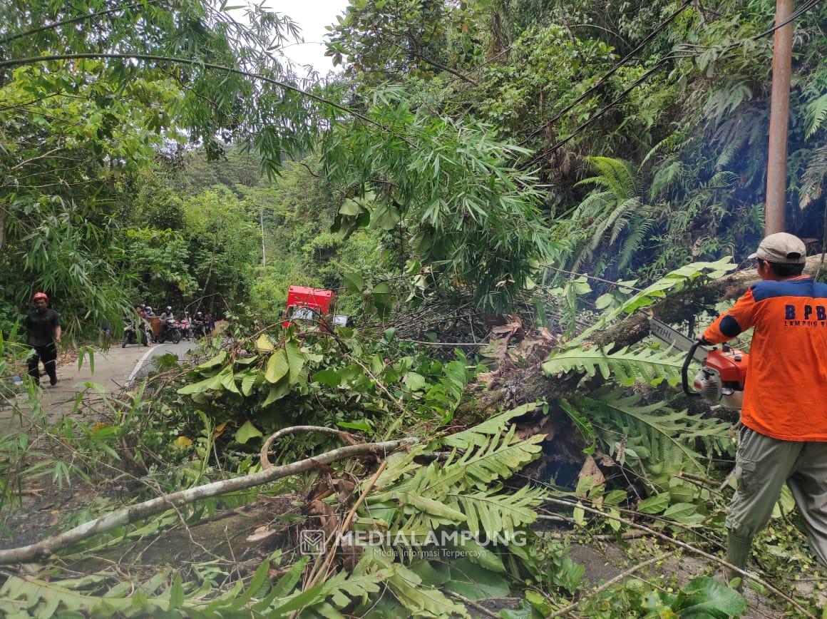 Tertimpa Pohon Tumbang, Jalur Liwa-Krui Sempat Tersendat 