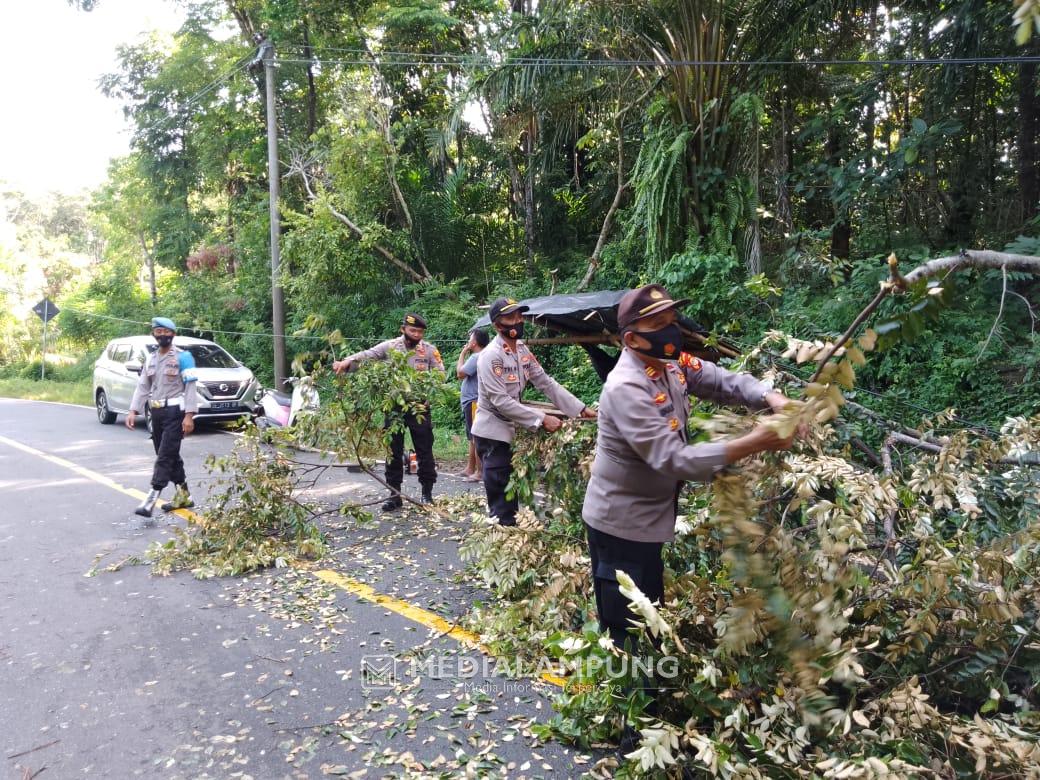 Polisi Bantu Bersihkan Pohon Tumbang di Jalinbar