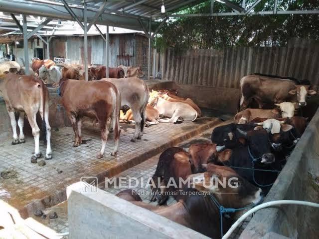Pemkot Bandarlampung Bakal Bangun Peternakan Sapi dan Kambing