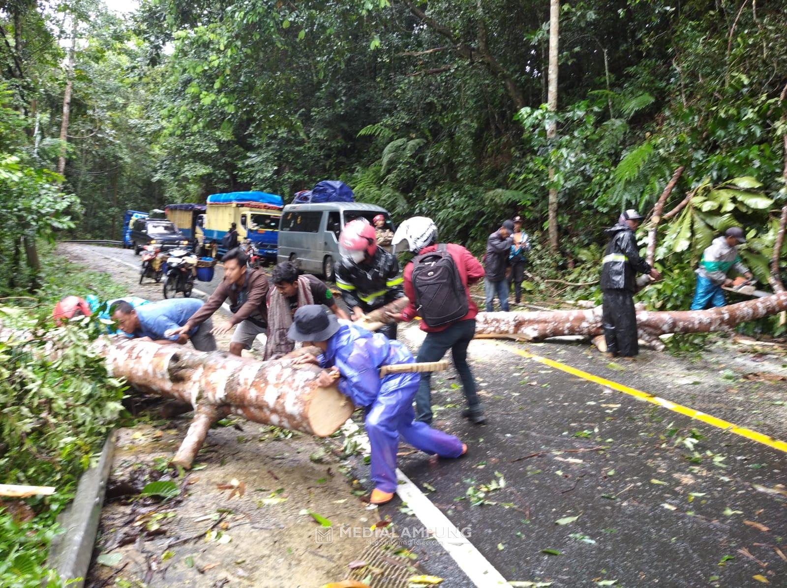 Satu Jam Macet, Pohon Tumbang di Ruas Jalinbar Berhasil Dievakuasi