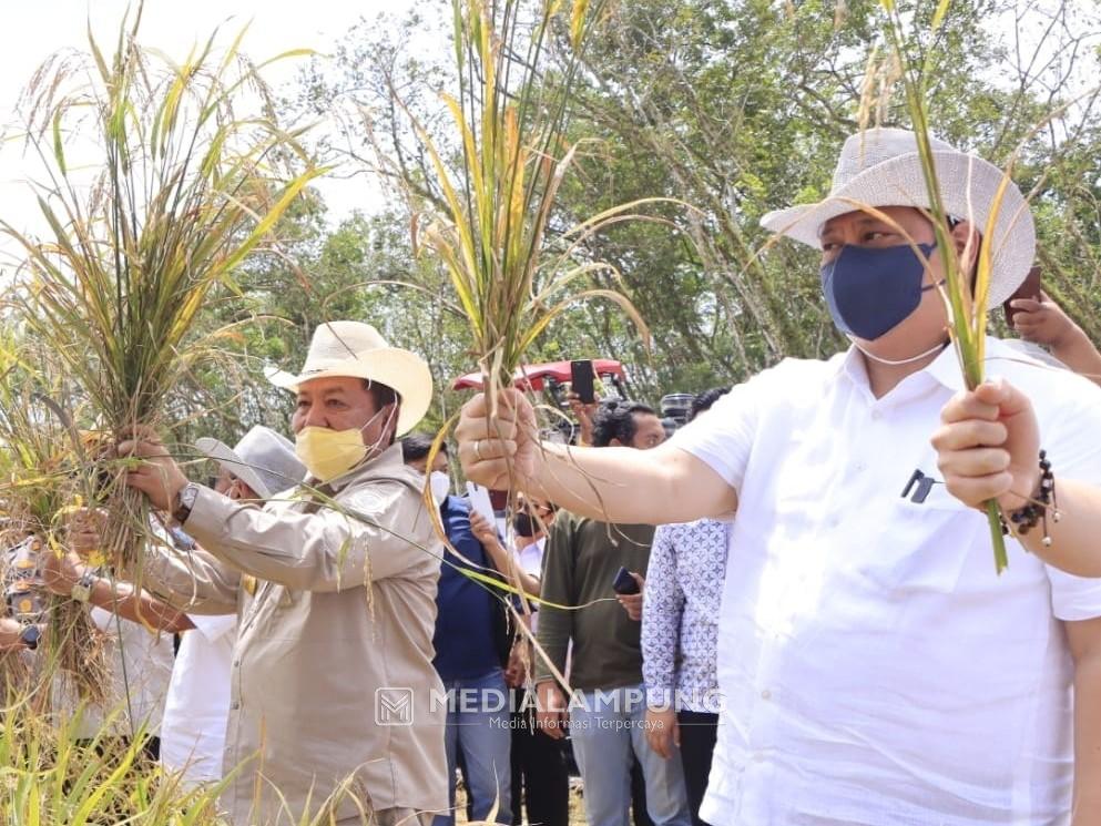 Sentuhan Teknologi Budidaya Padi Gogo Sebagai Solusi Agar Lahan Kering di Indonesia Jadi Produktif