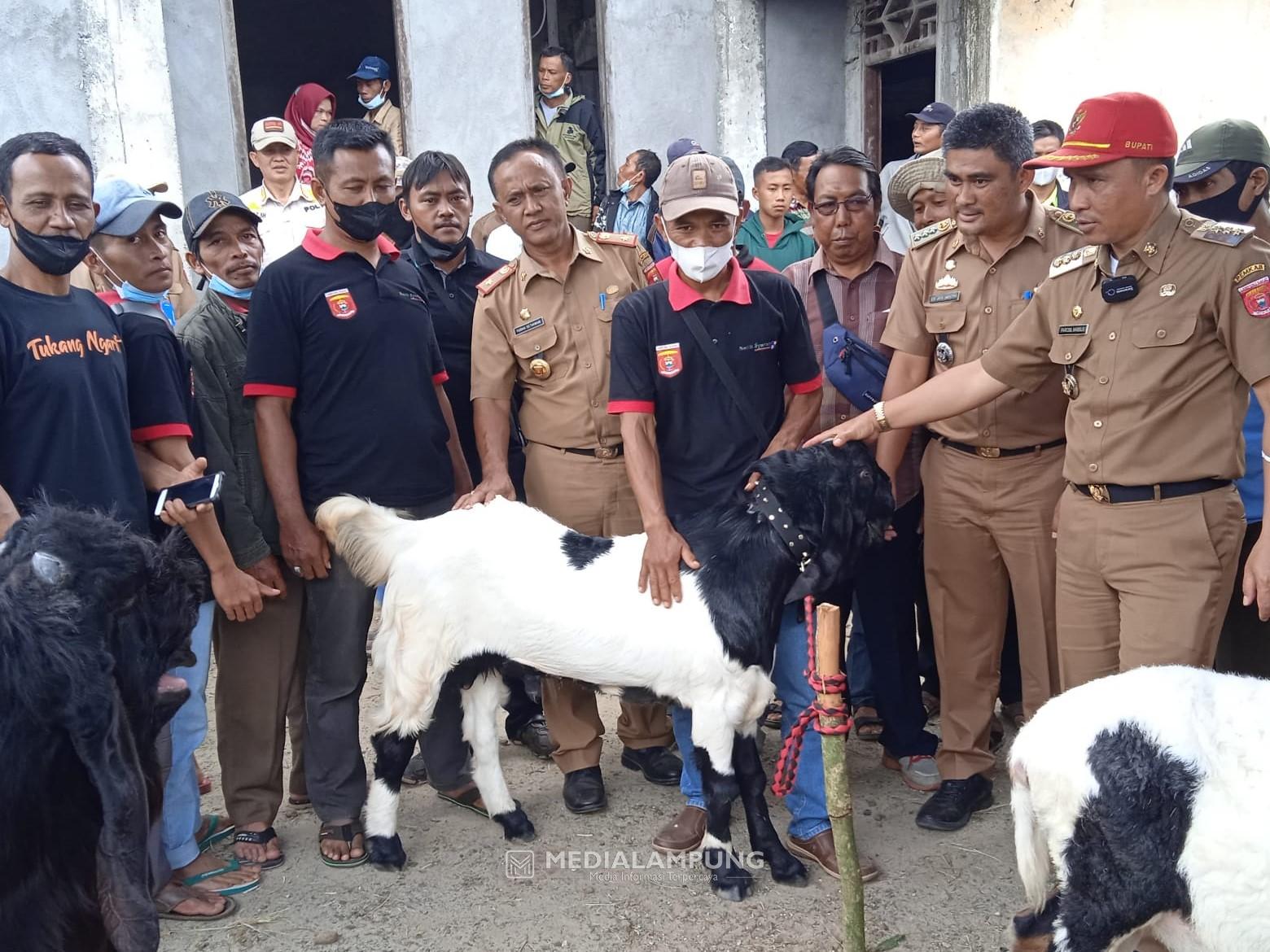 Parosil Setuju Lambar Gelar Kontes Kambing 