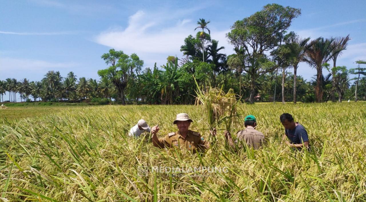 Hitung Hasil Produksi, Dinas KPP Pesbar Lakukan Pengubinan Padi