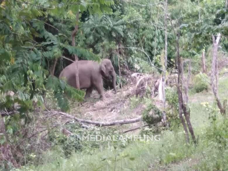 Reses di BNS, Anggota DPRD Ini Bertemu Gajah