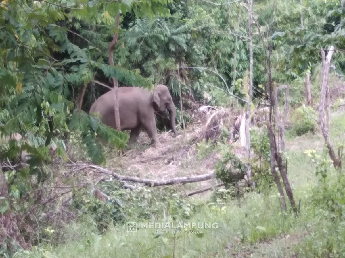 Belasan Ekor Gajah Kembali Teror Warga BNS, Masuk Pabrik Penggilingan Padi dan Rusak Tanaman