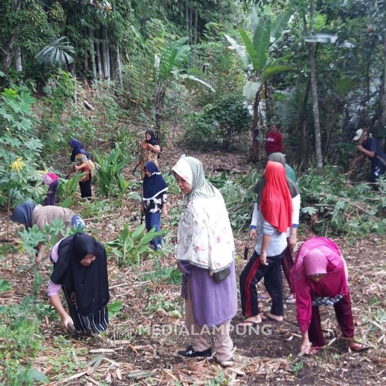 Gaungkan Program Pangan Mandiri, KWT Cendana Sukaraja Buka Lahan Demplot