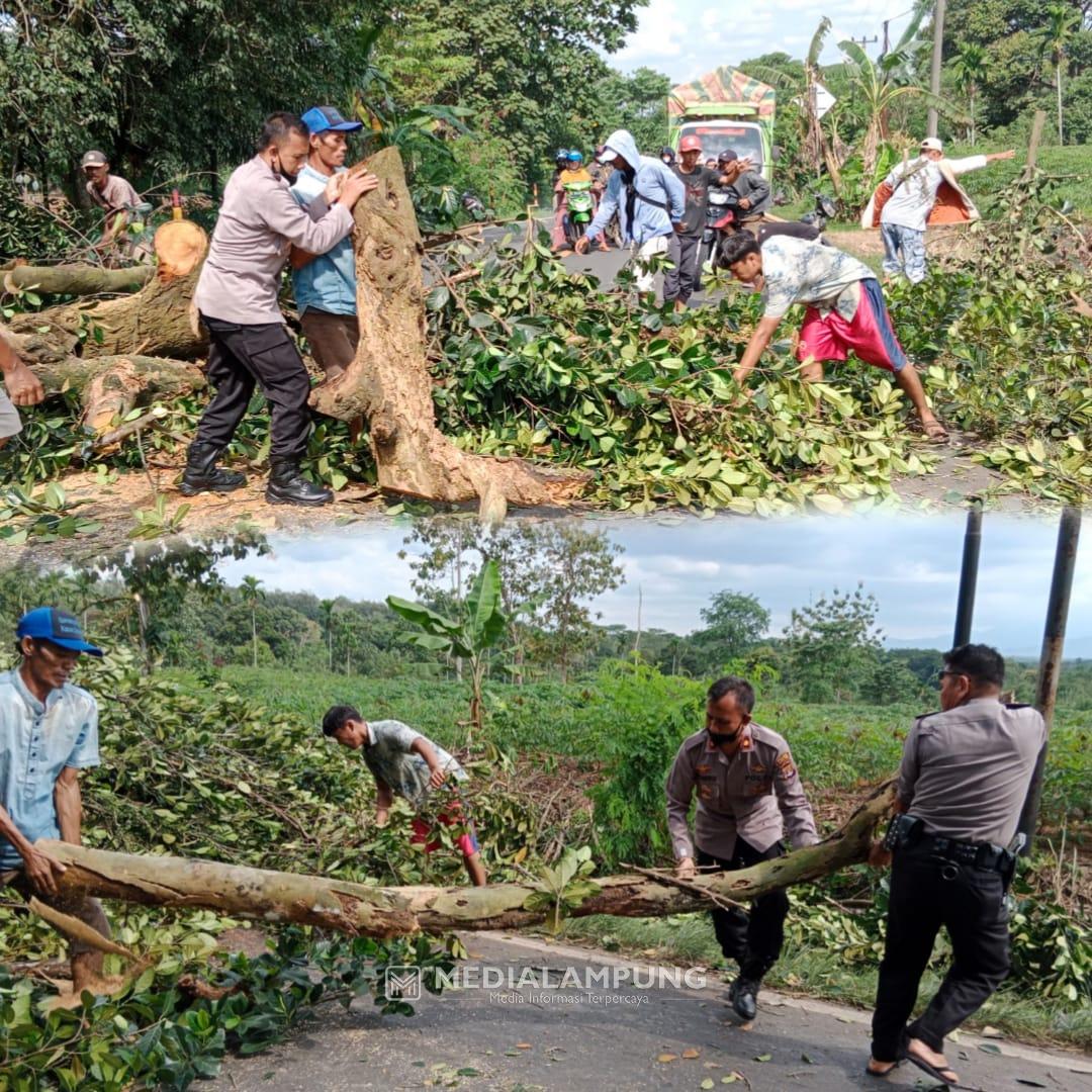 Polisi Bersama Warga Bersihkan Pohon Tumbang di Abung Barat