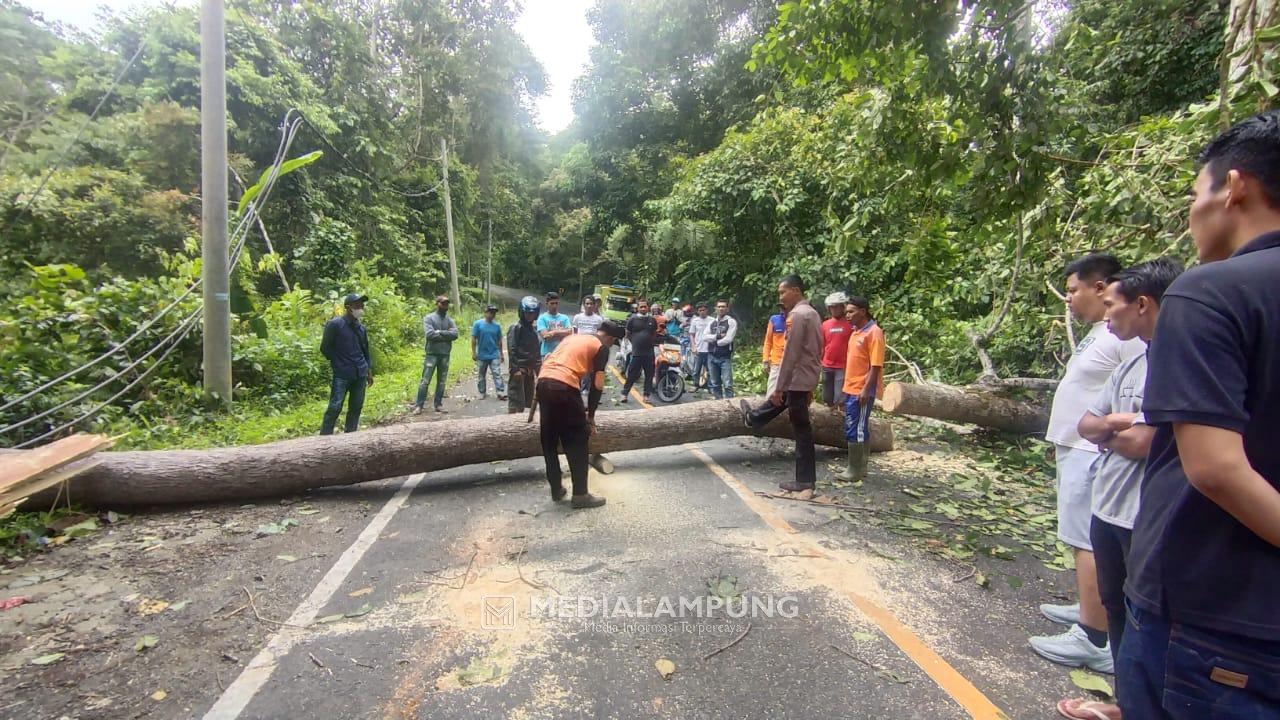 Pohon Tumbang Sempat Tutupi Jalinbar