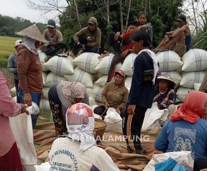 Jelang Ramadhan, Kampung Karang Agung Panen Raya