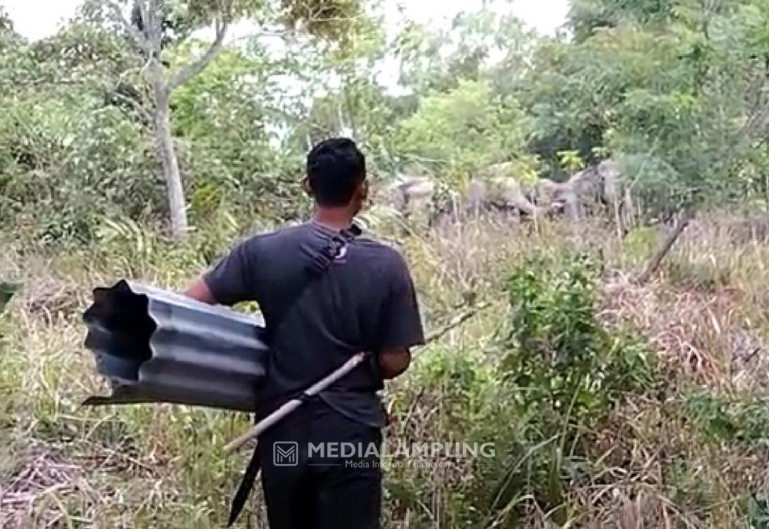 Belasan Ekor Gajah Liar Berhasil Digiring ke Hutan TNBBS