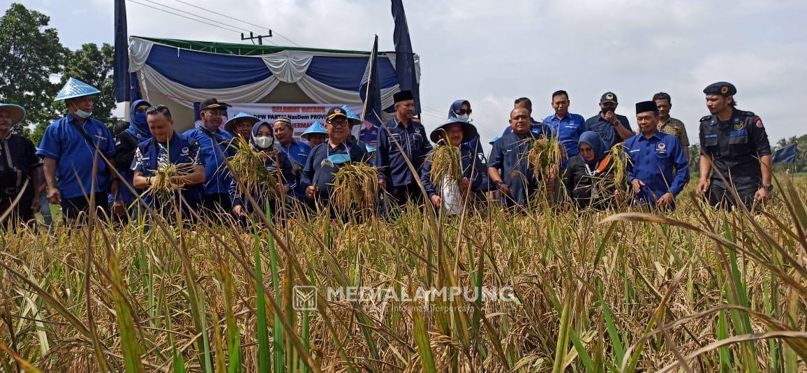 Ketua DPW NasDem Lampung Hadiri Panen Padi di Sukadana