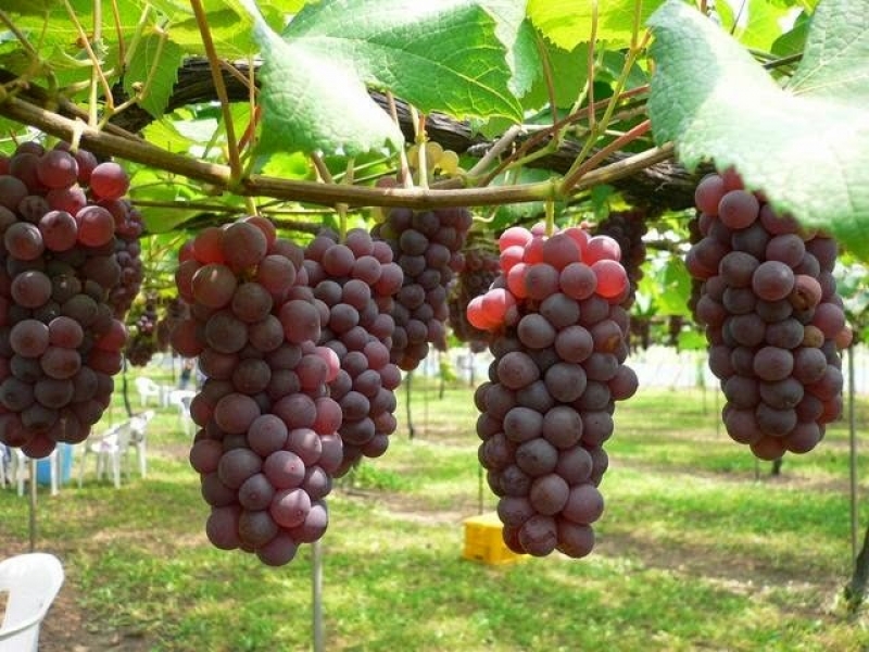 Bidang Ketahanan Pangan, Pekon Trimulyo Kembangkan Wisata Agro Kampung Anggur