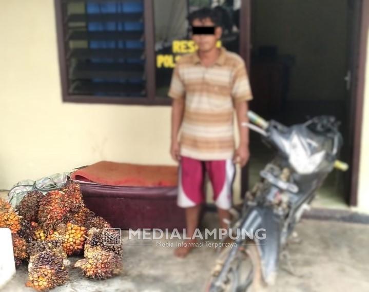 Tekab 308 Polsek Buay Bahuga Tangkap Pencuri Sawit PT AKG